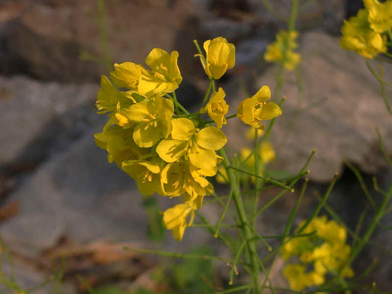 �p�\�R�����C�t�މ�